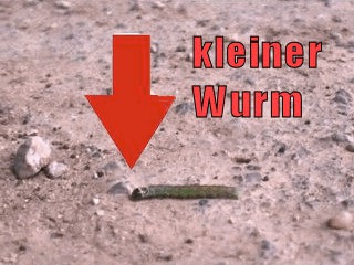 Kleiner Wurm Im Dreck